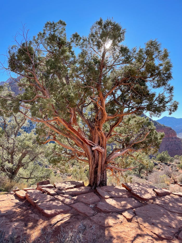 Iconic juniper tree under sunlight in Zion National Park, Utah.