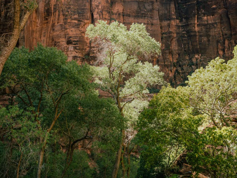 Zion National Park canyon view